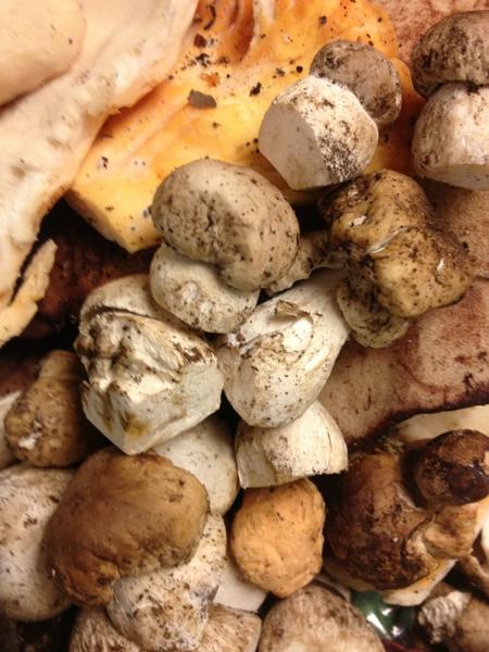Some lovely ceps from the new forest