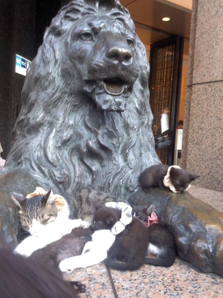 銀座看板猫 三越から注意されてもやめない迷惑人物によるもの 周知 銀座の看板で猫が寝ているのは猫おじさんによる虐待 Http T Co Heqxwucf Rt Kiri Ykr 銀座のシュシュ猫たち 自分も生で会いたいな 銀座看板猫 三越から注意されてもやめない迷惑人物によるもの 周知 銀座の看板で猫が寝ているのは猫おじさんによる虐待 Http T Co Heqxwucf Rt Kiri Ykr 銀座のシュシュ猫たち 自分も生で会いたいな