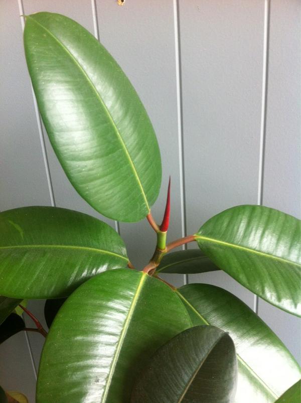 Lupoi1's tweet photo. Is this a Dog Wood plant? http://t.co/8yqfCQIn