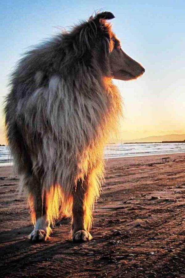 RoughCollies_ tweet media
