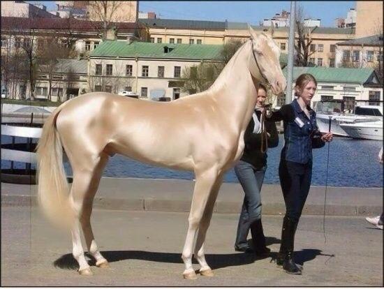 Share3_El7ob's tweet photo. صورة لأجمل حصان بالعالم! يكتسب اللون الذهبي الطبيعي! 

سبحان الله ••

http://t.co/Abxa9KrS