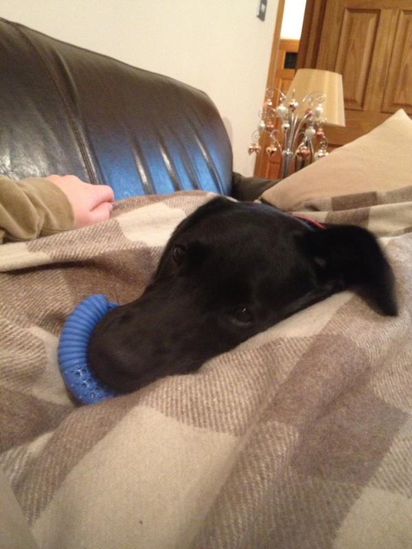 Chilling on the sofa with <a href="/RosieBatchelor/">Rosie jayne</a> then the dog has to get involved #invaded