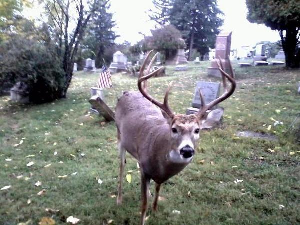 Cemetery deer
