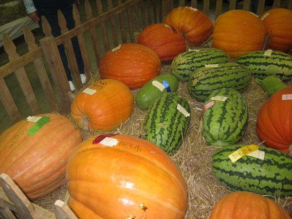 The Fair was so fun!