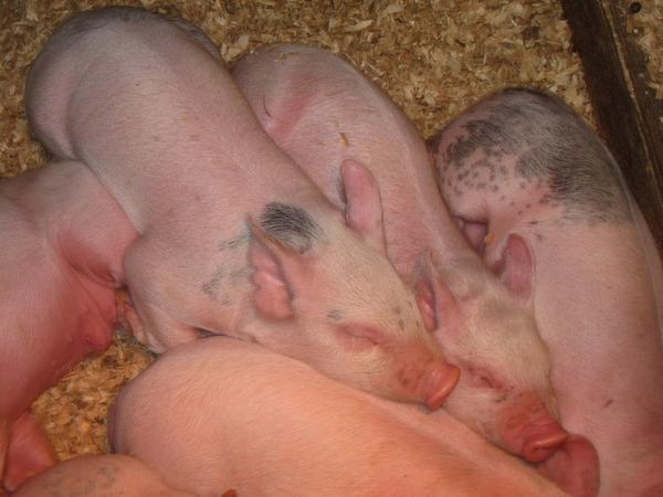 Baby pigs at the Fair