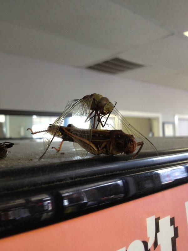 Look at this dragon fly hitting this cricket from the back #bugcollection #whogonstopmehuh