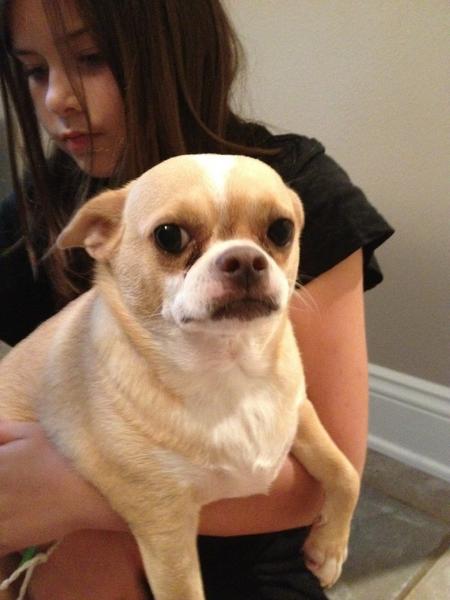 qwwwsegr's tweet photo. My BFF's dog!! 🐶 @8940mad's dog!!          Love u @8940mad as a friend ☺ LOVE U 1D http://t.co/dOLHk0w4