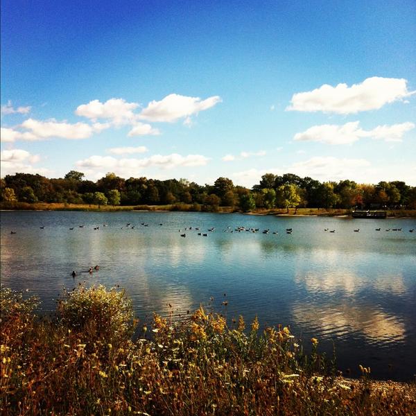 MuchAdoAboutLAS's tweet image. A beautiful walk in the forest preserve. #nature #firstdayofautum