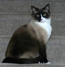 catloversIND's tweet photo. Kucing Snow Shoe #jeniskucing http://t.co/V5TEWdvI