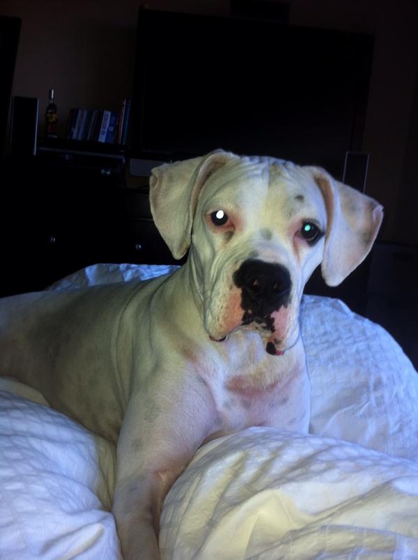 avikimchi's tweet photo. My baby:-) http://t.co/SrYURN7x