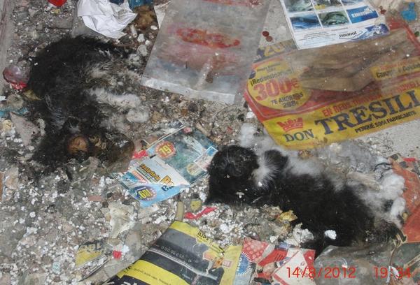 ACTYMA1's tweet image. denunciamos ante el Ayuntamiento de la Bisbal del Penedés, contra los responsables que abandonan animales.