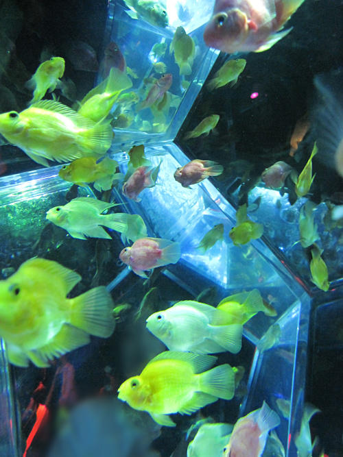 氷堂れん そういえば先日ちょろっとアートアクアリウムに行ってきましたよ 綺麗だったけど金魚って改めて可愛くて可哀想な生き物だなーと Http T Co Jrzakkeu