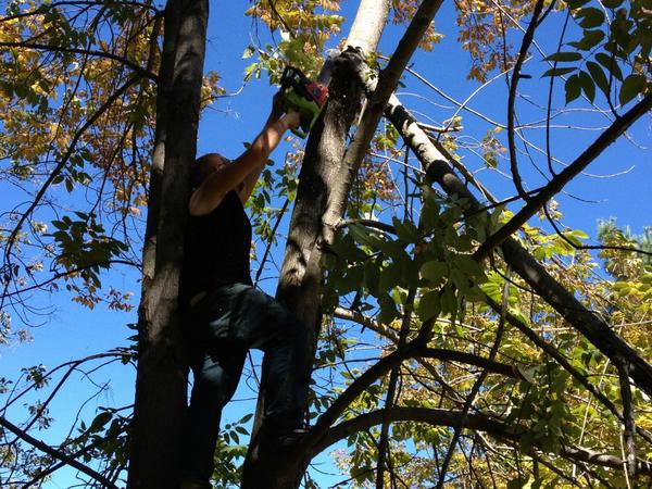 jamesd1212's tweet photo. Being a trapeze artist did not work out either how about a tree climbing lumberjack? http://t.co/a3VYanq8