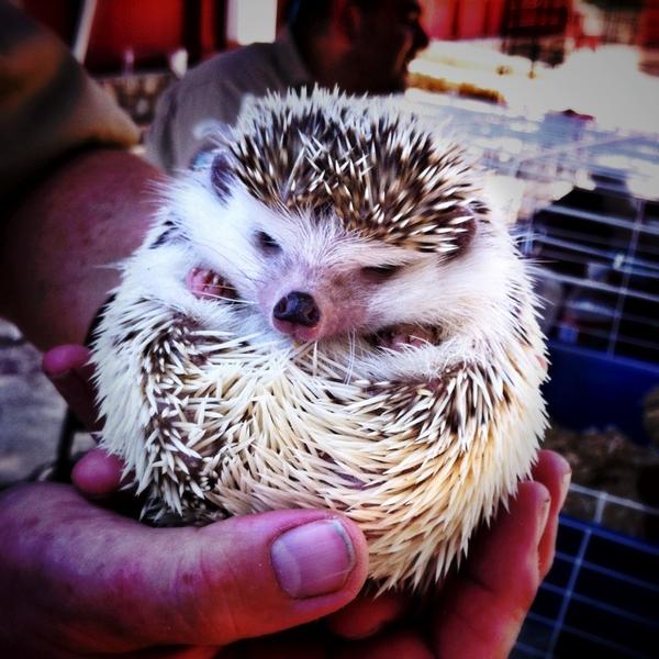 Got to hang out with a Pygmy Hedgehog today. 
(They named him Sonic! Seriously! )
: )
