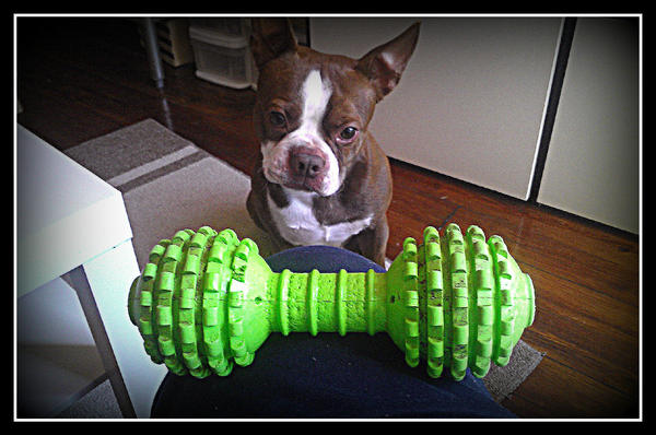 Nyc Paws Authority tweet media