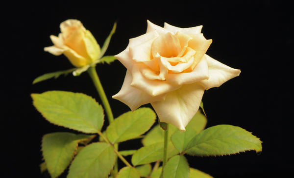 大橋誉志光 アムネシアは とある薔薇の名前でもある 少し前に我が家で咲いたアムネシアを公開 興味のある人はアムネシアの花言葉を調べる事をお薦めする Http T Co Bgpgjtfe