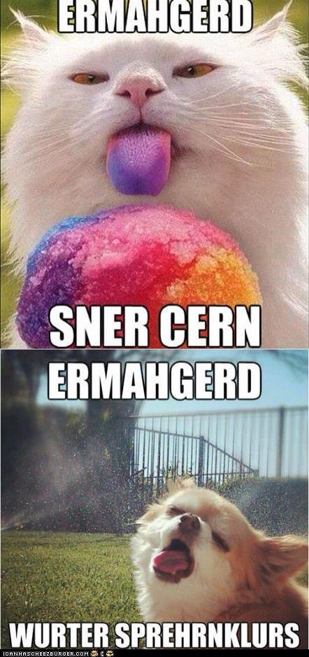 Δli Koh on Twitter: "#meme #ermahgerd #sner #cat #dog #animal #animals  #jokes #funny #chuwawa #puppy #kitten http://t.co/KBhYs99C" / Twitter