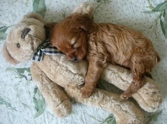 Retweet als je dit schattig vind ♥