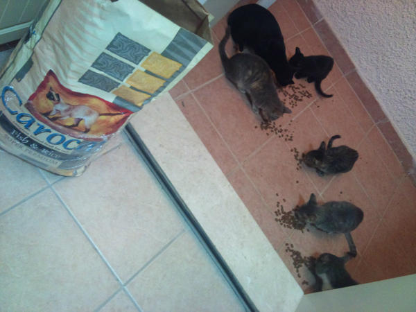 ____nnnnn___'s tweet photo. @sanalmama yavrularım mamanın heyecanından başlarını kaldıramadan size teşekkürlerini gönderiyor.kaybolan çıtçıt hariç( http://t.co/6RF4fb3z