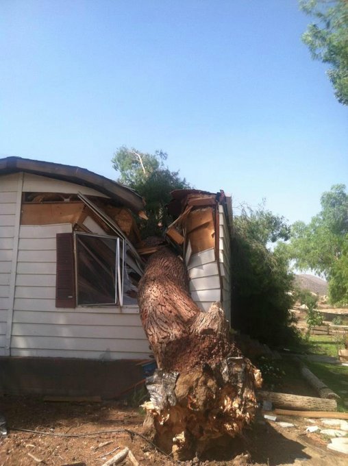 Last weekend at my moms Farm in Hemet, ca It was so stormy It tore this giant tree down on the workers<a href="/tag/teacupmaltese"class="tags"><span>#teacupmaltese</span></a><a href="/tag/umbrellacockatoo"class="tags"><span>#umbrellacockatoo</span></a>
