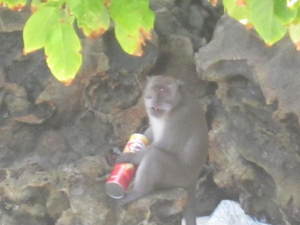 RafiRubin's tweet photo. @Pringles The fun does stop when a monkey steals your Pringles right from your bag! http://t.co/J1Xsi4kK