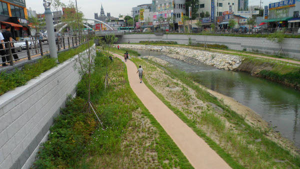 수원천 전경입니다. 초록이들이 넘 예쁘네요. 뿌리 잘내려서 내년에는 더 울창한 모습이었으면 좋겠어요.