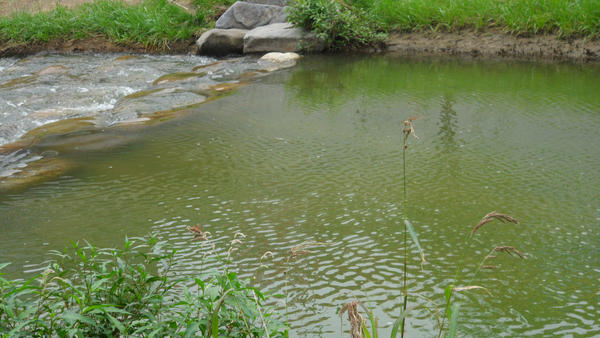 잠자리 보이세요? 앞으론 더 다양한 잠자리 떼를 볼수 있겠죠...ㅎㅎ
