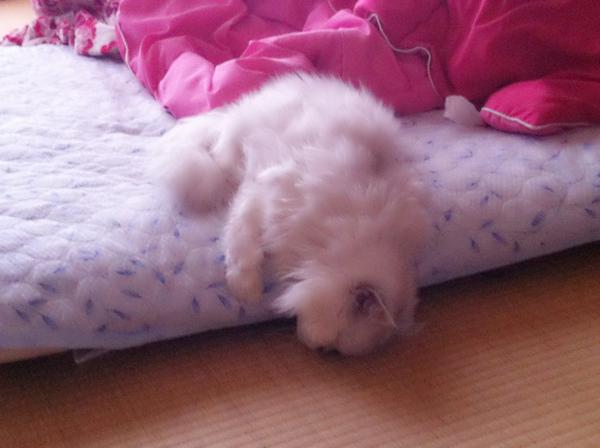 埋め込み画像への固定リンク