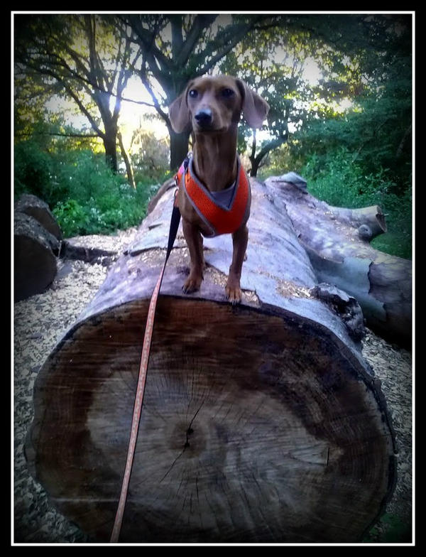 Nyc Paws Authority tweet media