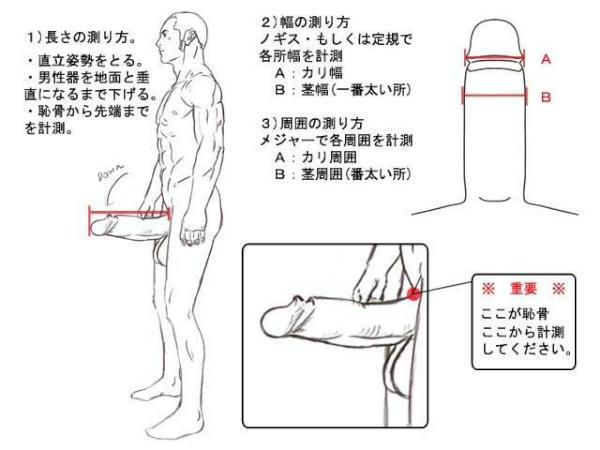 カリ高 測り方 カリ高になる方法 基準と測り方 カリの高さは圧迫感と摩擦で気持ちよさに直結 体験談