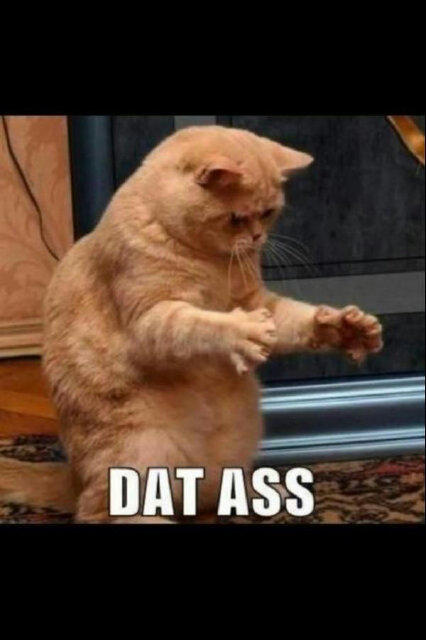 Faiblito's tweet photo. @IGGYAZALEA just watched a couple of you videos! In cat language I would say... @KhadimParis_  warned me http://t.co/AeetMQya