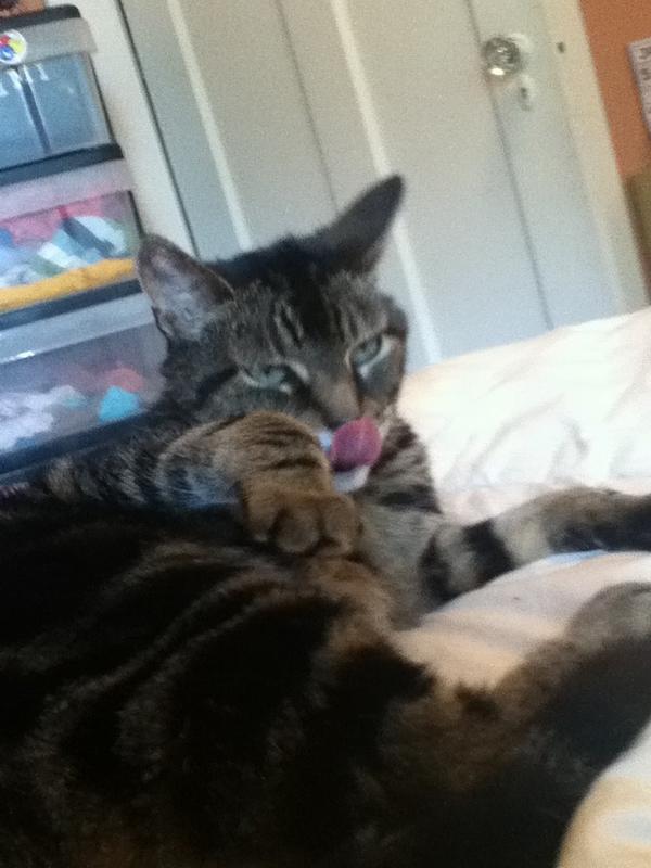 catproblems69 tweet picture