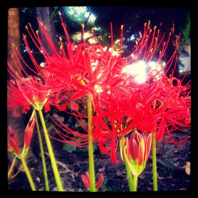 彼岸花のtwitterイラスト検索結果 古い順