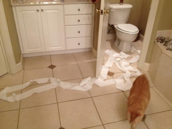 jgrissom23's tweet image. THIS is what our cat does when he gets bored. #CatIssue