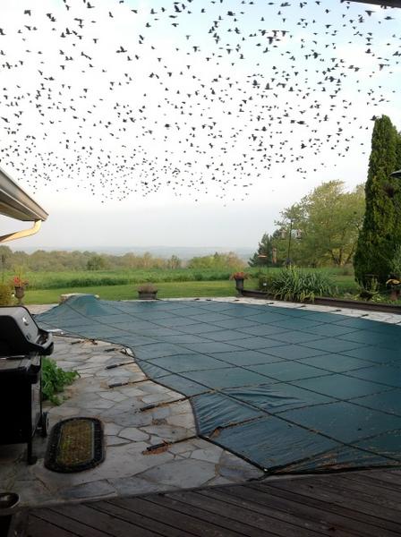 PegandJude's tweet image. Looks like a few birds migrating! #noisybunch @CaledonON