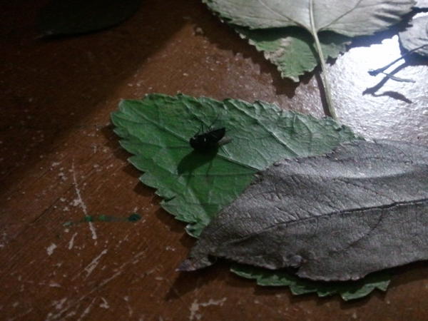 ellismari's tweet image. Just caught this little guy. #ByeByeFly