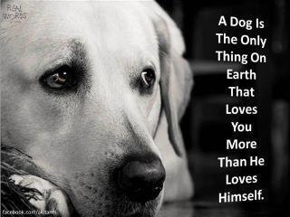 lisakath101's tweet photo. "@DogBedsUK: A dog is the only thing on earth that loves you more than he loves himself http://t.co/QPV1UyE6" so true.