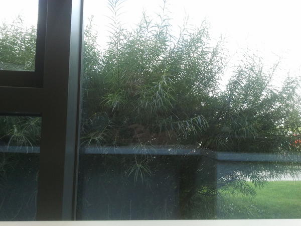 I love a big bush but now i cant see anything #trimthatbush