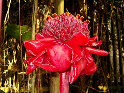DianaHuntsEvil's tweet photo. @JoHunter_ @RubyFoReal it's red, and very delicate. *I flash my light on it and smile, I pluck 6 flowers and wrap them- http://t.co/HTqHFbxg