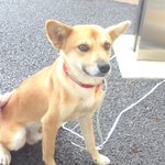 糸井重里さんと犬と猫とtwitterの人間と Togetter 糸井重里さんと犬と猫とtwitterの人間と Togetter