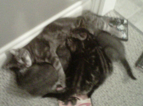 dTibbett's tweet photo. Seriously does anybody need a fucking cat!@raerae888 #beingacrazycatguyblows http://t.co/Piane8ts