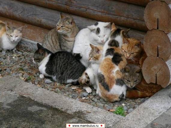 кошки. Cat group. кошки маленькие. креативное название про котов. кошачий коллектив.