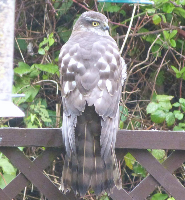 I photographed this bird in my garden yesterday and I wondered what it is, can you help ? <a href="/Natures_Voice/">RSPB</a>