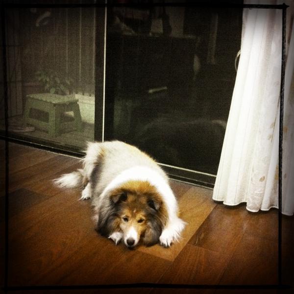 travelplus's tweet photo. Lady 在我家 #Hipstamatic #Libatique73 #RTV http://t.co/lQdpracb