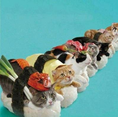 YOSushi's tweet photo. You know how we feel about sushi + cats. One of the universe's most perfect combinations. http://t.co/WVjKNKCN
