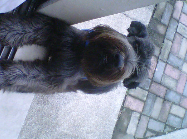 CarolineLazo92's tweet image. We ran 5K and yes, I think I was the one with the #turtlepace haahahaha TIM♥ #puppylove #postrun #crossfit