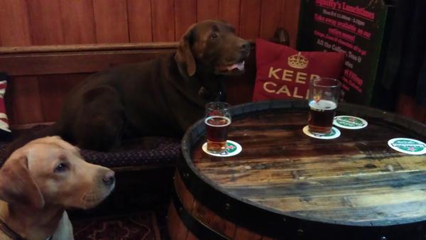 MontysBark's tweet photo. One day I'll treat him to a pint. http://t.co/BwnMTlKR