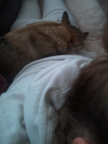 YanahPruym's tweet image. Mijn hond heeft nieuwe slaapplek gevonde.. #imabed