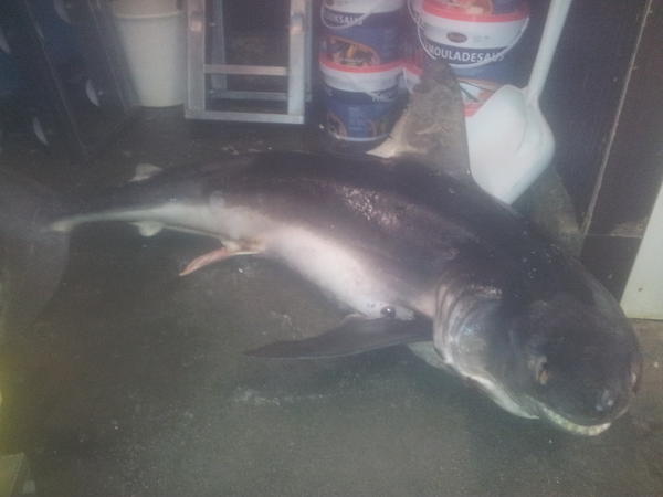 Peter_Hoolwerf's tweet photo. vrijdag moet die eraan geloven #haai #90kilo #markt http://t.co/G05gkBHb