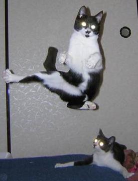 LifeWithU59's tweet image. Sidekick..!